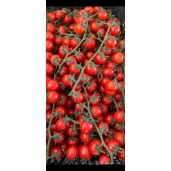 Tomates cerises - 2,5 kg