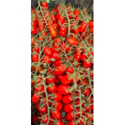 Tomate Datterino - 2,5 kg
