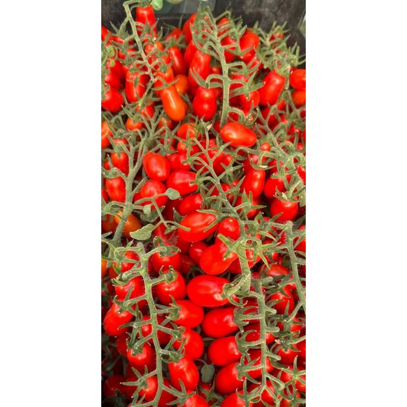 Tomate Datterino - 2,5 kg Tomate Datterino - 2,5 kg