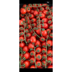 Tomates Piccadilly - 2,5 kg